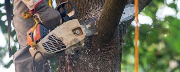 Best Lawn Maintenance Plans  in South Run, VA