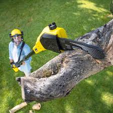  South Run, VA Tree Services Pros