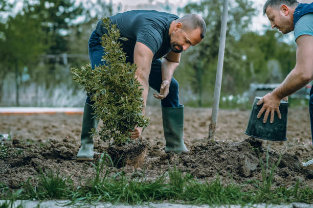 Best Stump Grinding and Removal  in South Run, VA