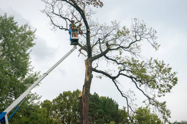 Best Tree Trimming and Pruning  in South Run, VA