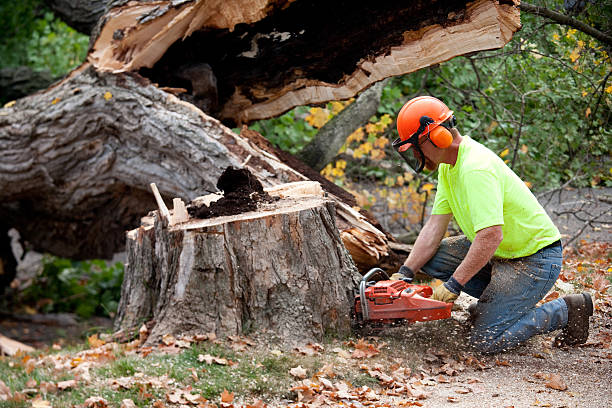 Best Storm Damage Tree Cleanup  in South Run, VA