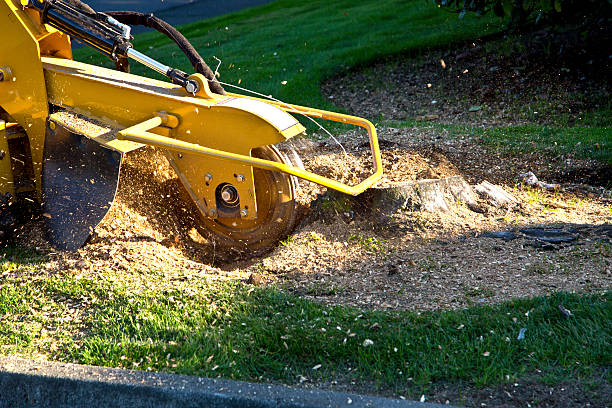 Best Tree Risk Assessment  in South Run, VA
